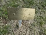 image of grave number 950477